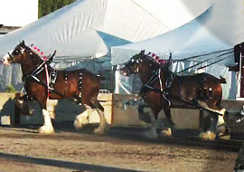 Clydesdales à vendre